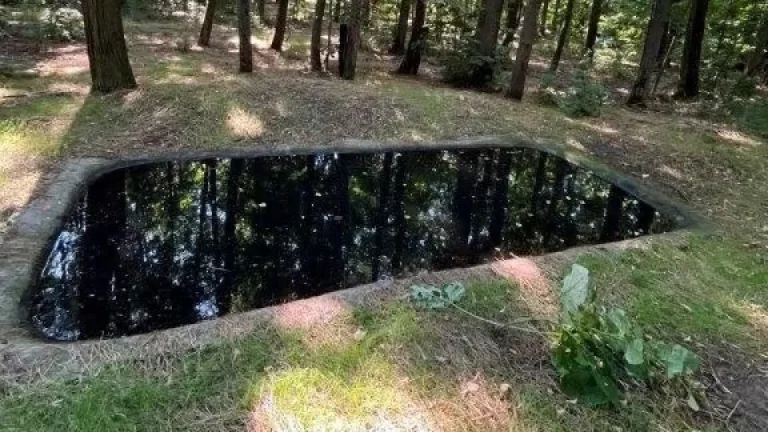 Seceta din Buzău pune fauna sălbatică în dificultate. Ce măsuri ia Direcția Silvică